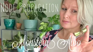 So you bought a Monstera Albo Node... | Now What!!? | Node Propagation in Perlite | + 3 Week Update