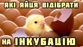 Які ЯЙЦЯ відібрати для ІНКУБАЦІЇ⁉️Зверніть увагу‼️