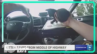 Florida deputy rescues kitten from highway