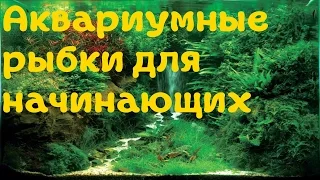 Популярные и неприхотливые аквариумные рыбки для начинающих аквариумистов![#Аквариумные рыбки]