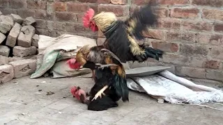 Most persistent Rooster without a tail. Le coq le plus persistant sans queue.꼬리가 없는 가장 끈질긴 수탉.