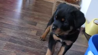 Funny Barking Rottweiler Puppy