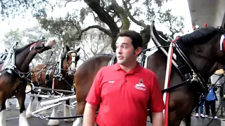 Budweiser Clydesdales in Biloxi , Mississippi 2019