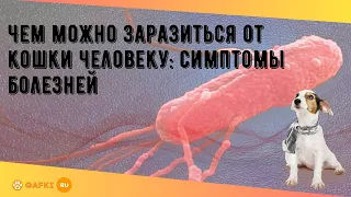 Чем можно заразиться от кошки человеку: симптомы болезней