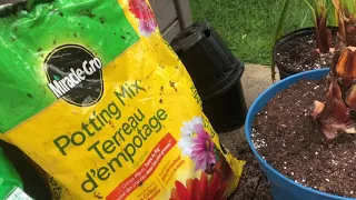 What Potting mix I use for palm trees