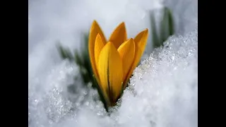 Virág a hó alatt