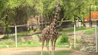 Summer Safari Nights return to Reid Park Zoo