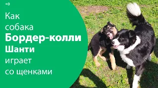 Как собака Бордер-колли Шанти играет со щенками