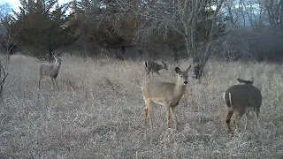 Family time at the feeder!