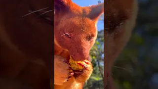 Tree kangaroo's favourite snack 🌽