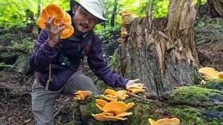FORAGE AND COOK Chicken Of the Woods Mushrooms | Tons of Dying Salmon