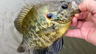 Catching bluegill and redear with worms