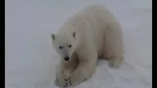 Белый медведь!