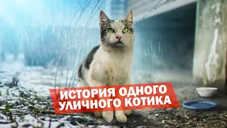 Спасение кота «Немишки». Кот ищет дом / SANI vlog