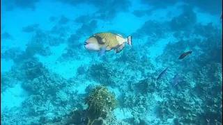 Подводный мир Макади, Красное море, Египет. Underwater World of Makadi, Egypt