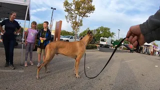 Cash 2.0 Great Dane at the Simi Valley Street Fair (1 0f 3)