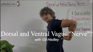 Dorsal and Ventral Vagus "Nerve?" Learn Integral Anatomy with Gil Hedley