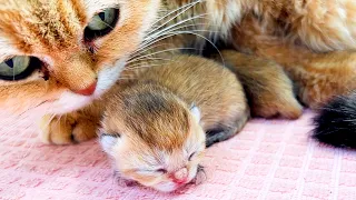 A newborn kitten squeaks cutely to find its mother cat. 1 day after birth.