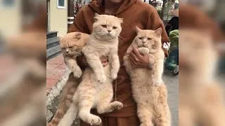 Он хотел фотографию с 3 котами, но ситуация приняла неожиданный оборот, и фото разлетелись по миру