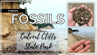 Finding FOSSILS at Calvert Cliffs State Park