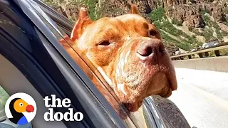 This Pittie Is The Definition Of Courage | The Dodo Pittie Nation