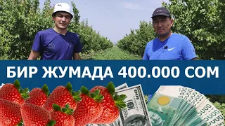 Баткендик Муса клубникадан жылына миллиондорду табат! Сырын айтты! #клубникакыргызстан