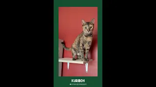 [Tricks] Kuriboh Sits for Treats #cattricks #cat #catvideos