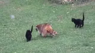 Blind Raccoon and his bodyguards