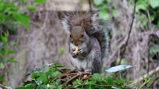 Very sweet squirrel