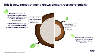 Forest thinning explained. 🌿🌲🌳