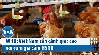 WHO: Việt Nam cần cảnh giác cao với cúm gia cầm H5N8 (VOA)