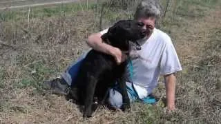 ID#0400, LAWRENCE, URGENT!! PTS LIST 3-28-12 Darlington County Humane SocietyDSCN39011-Desktop.mov