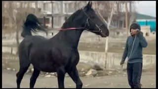 Horse Subscribe here:Travel around the world with these hilarious horses!