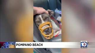 Investigation underway after dog shot, injured in Pompano Beach