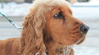 კოკერ სპანიელი | Cocker Spaniel| ტოპ არხი