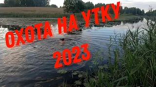 Открытие сезона охоты на утку 🦆 Охотимся с подхода #охота #утки #hunting