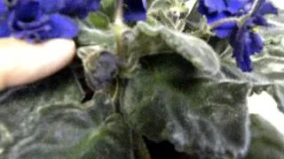 HOW to keep your AFRICAN VIOLETS in CONSTANT BLOOM -Part -2.