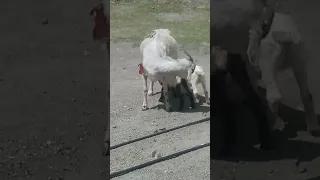 GOAT 🐐 And Babygoats Video Compilation #viral #goat #babygoats