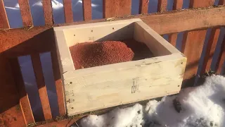 Pig proof (I hope) Wind and Rain mineral feeder box for cows.