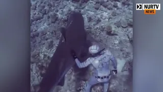 Бесстрашный дайвер ввел в транс смертоносную акулу