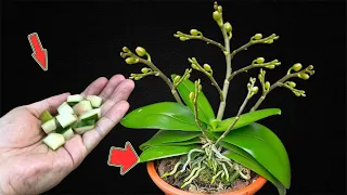 Place A Piece Under The Root, Suddenly The Orchid Sprouts And Blooms Continuously