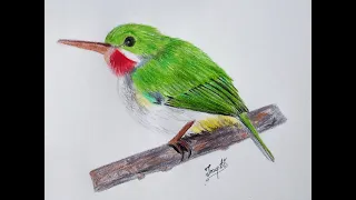 How to Draw A Realistic Bird with Colored Pencil Step by Step #puertoricantodybird - Bird Drawing