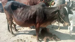 natural cow cross meeting and bull cross mating#beautiful #animal #cow