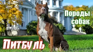 Породы собак. Питбуль