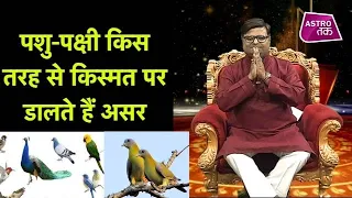 पशु-पक्षी किस तरह से किस्मत पर असर डालते हैं | Shailendra Pandey| Astro Tak