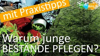 Sind Pflegemaßnahmen im Wald sinnvoll? 🌲🌳 Wir verraten es euch!