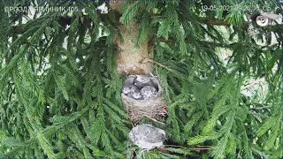 Птенцы дрозда рябинника покидают гнездо   19 мая 2021