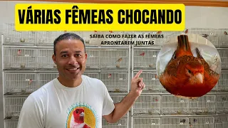 REPRODUÇÃO dos CANÁRIOS | Veja como fazer as fêmeas aprontarem juntas