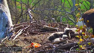 Little Miami Conservancy Bald Eagle 20.04.2024 17:26