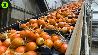 INCREÍBLE Producción MASIVA de AROS DE CEBOLLA: La Fábrica Industrial MÁS GRANDE